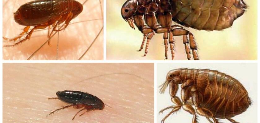 Як швидко діють шампуні проти бліх: ефективність та терміни дії