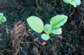 Коли правильно сіяти айстру у квітні: детальний календар та поради