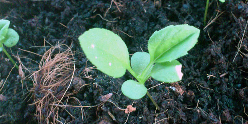 Коли правильно сіяти айстру у квітні: детальний календар та поради