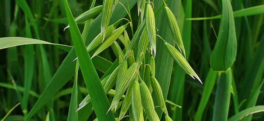 “Скільки часу потрібно для проростання вівса: швидкість і фактори впливу”