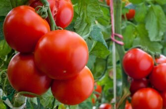 Оптимальний час обприскування помідорів препаратом Зав’язь для врожаю