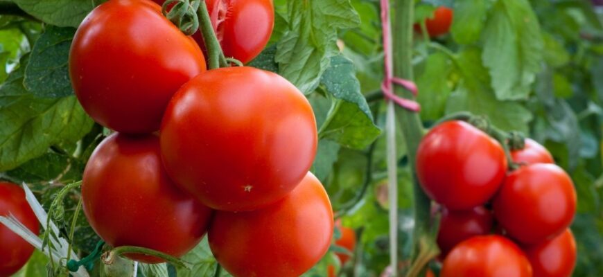 Коли краще обприскувати помідори Зав’яззю: вранці чи ввечері?