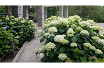 В якому віці цвіте великолиста гортензія: повний гід для садівників