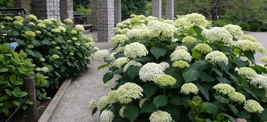 В якому віці цвіте великолиста гортензія: повний гід для садівників