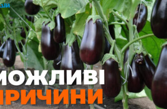 Що робити, коли у баклажанів скручується листя: поради та рішення