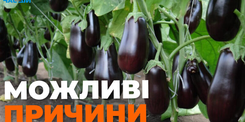 Що робити, коли у баклажанів скручується листя: поради та рішення