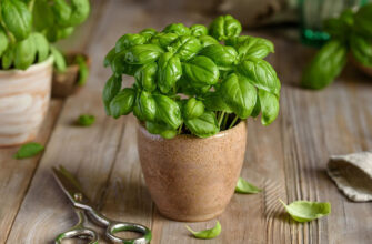 Чи потрібне світло сонця для успішного вирощування базиліку?