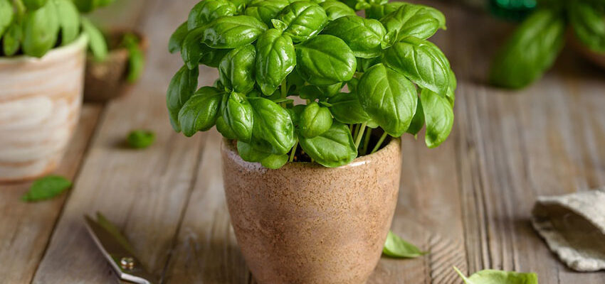 Чи потрібне світло сонця для успішного вирощування базиліку?