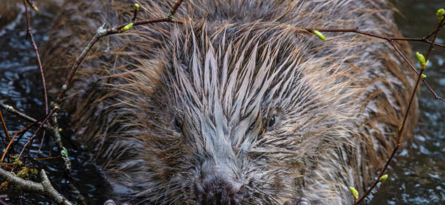 Де ночують бобри: відкриваємо секрети їхніх укриттів та звичок