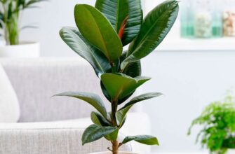 Чому фікус у спальні може бути небезпечним: головні причини та ризики