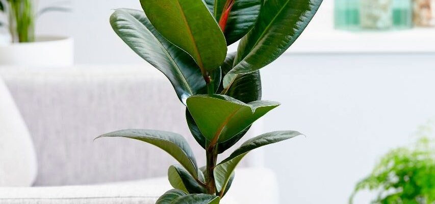 Фікус: користь для дому та здоров’я, яку він приносить власникам