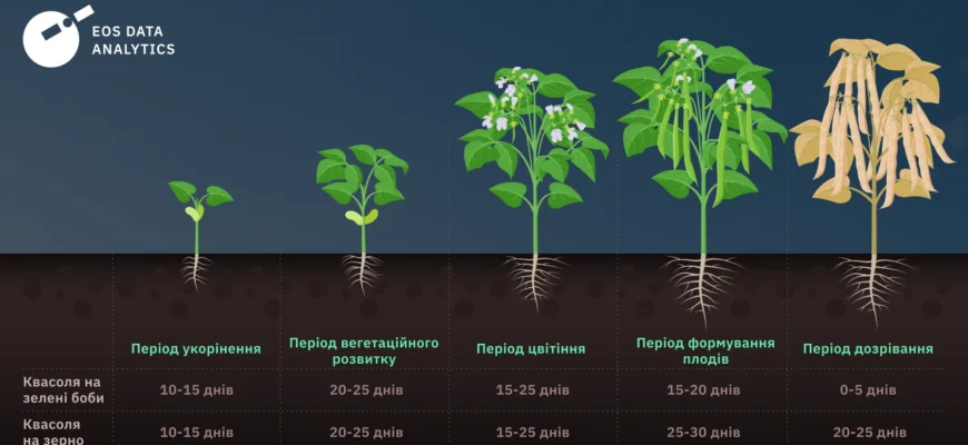 Скільки бобів збирають з одного гектара: детальний аналіз урожайності