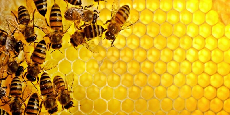 Як далеко від житлових будинків дозволено тримати бджіл: правила та норми