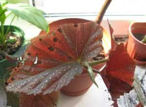 Причини та засоби боротьби з гниттям бегоній: поради експертів