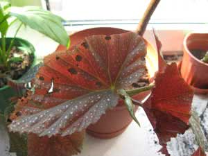 Причини та засоби боротьби з гниттям бегоній: поради експертів