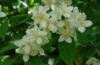 Хвороби жасмину: Як розпізнати та лікувати поширені проблеми рослини