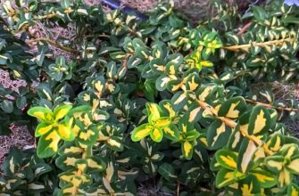 Як ефективно прискорити ріст бересклета: поради та рекомендації