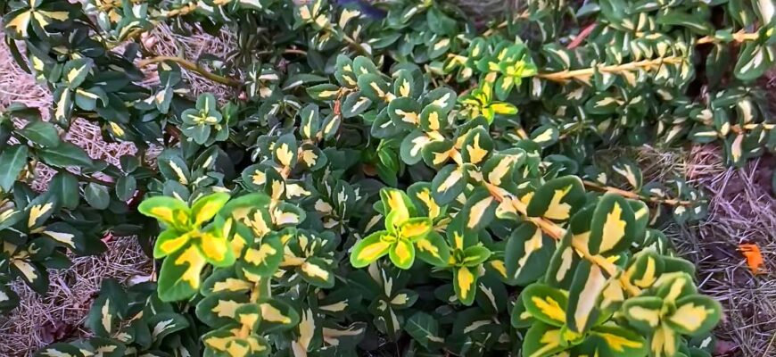 Як ефективно прискорити ріст бересклета: поради та рекомендації