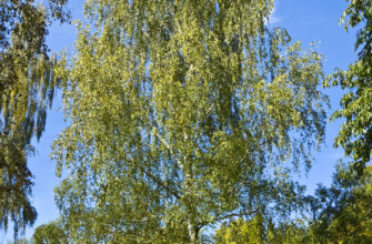 Береза в Російській культурі: символ природи і національної ідентичності