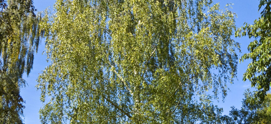 Береза в Російській культурі: символ природи і національної ідентичності