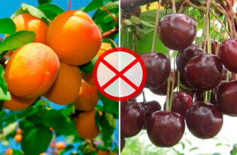 Чи варто садити вишню біля горобини: сумісність дерев у саду