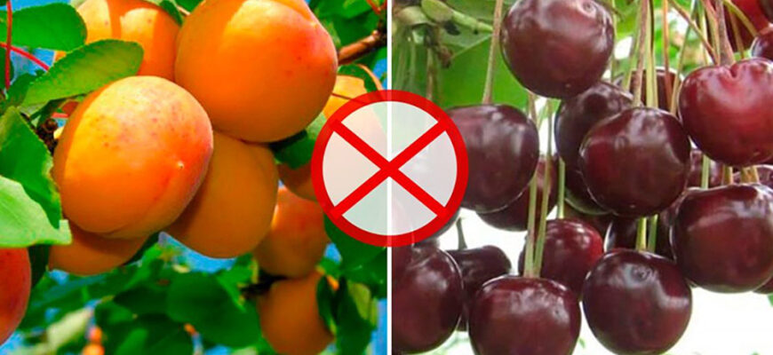 Чи варто садити вишню біля горобини: сумісність дерев у саду