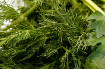 Чи можна виростити салат вдруге з купленого в магазині: експериментируем