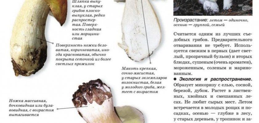 Коли закінчують рости білі гриби: основні періоди сезону збору