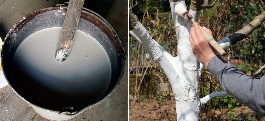 Як правильно заварити борошно для ефективної побілки дерев