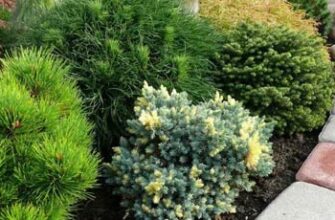 Рослини-компаньйони для ялівцю: що обрати для ефективного росту
