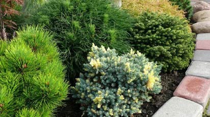 Рослини-компаньйони для ялівцю: що обрати для ефективного росту Рослини-компаньйони для ялівцю: що обрати для ефективного росту