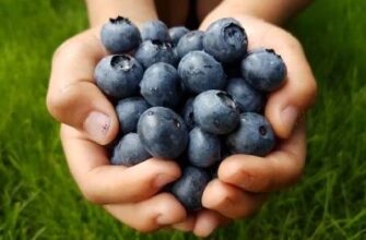 Чи корисно вживати чорниці на ніч: рекомендації та поради лікарів