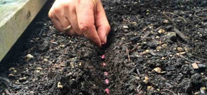 Оптимальний час для висадки розсади тунбергії у відкритий ґрунт.