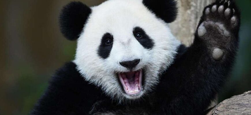 Чому панди не агресивні: причини миролюбності цих унікальних тварин