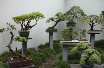 Скільки років може прожити дерево бонсай: факти та поради догляду