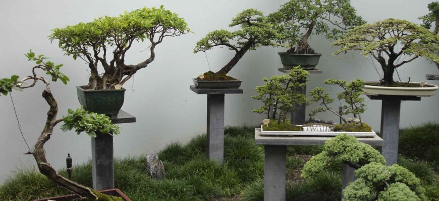 Скільки років може прожити дерево бонсай: факти та поради догляду