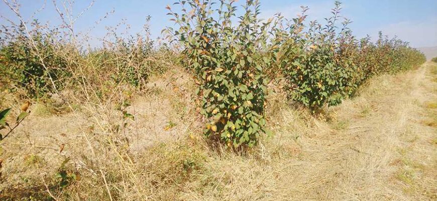 Які дерева стають бур’янами: небажані види на вашій ділянці