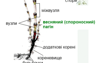 Як правильно називаються пагони польового хвоща: детальний огляд