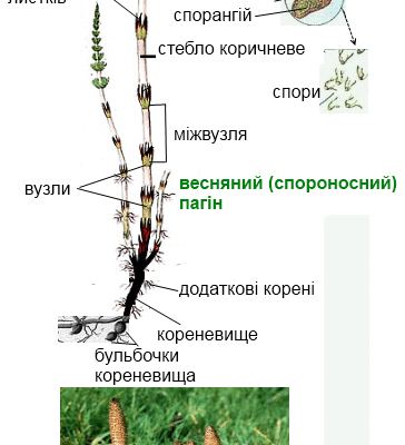 Як правильно називаються пагони польового хвоща: детальний огляд