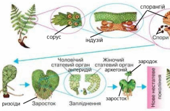 Гаметофіт папоротеподібних: структура, функції та різноманітність