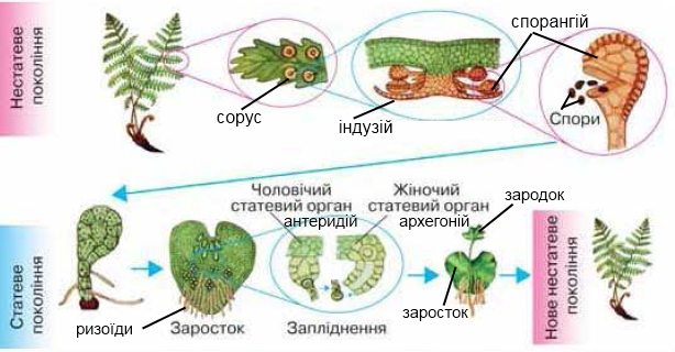 Гаметофіт папоротеподібних: структура, функції та різноманітність