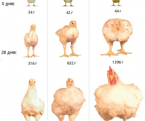 Бройлерні кури vs несучки: ключові різниці та особливості догляду