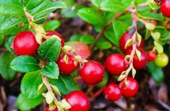 Ціна брусниці в Карелії: аналіз вартості та рекомендації покупцям