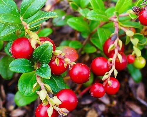 Ціна брусниці в Карелії: аналіз вартості та рекомендації покупцям