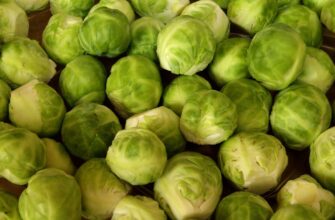 Коли найкраще садити насіння брюссельської капусти на розсаду?
