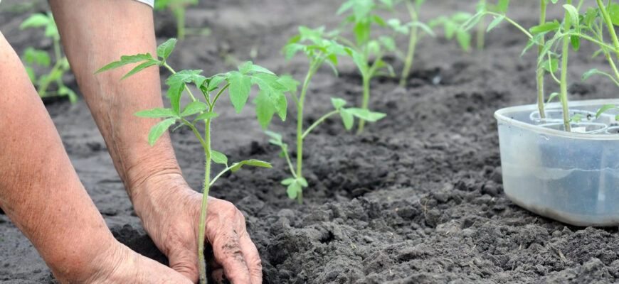 Найкращий місяць для пересадки дерев: практичні поради та рекомендації