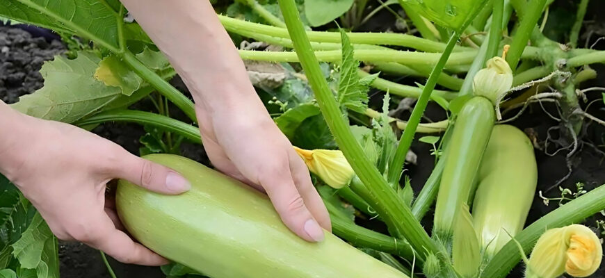 Оптимальна Відстань для Посадки Кабачків: Поради та Рекомендації