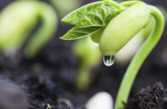 Чи ефективно використовувати перекис водню для обробки насіння?