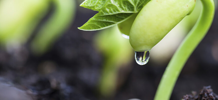 Чи ефективно використовувати перекис водню для обробки насіння?