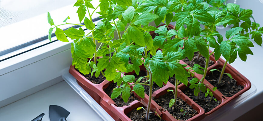 Як правильно та глибоко садити насіння помідорів для найкращого росту